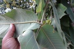 Terminalia alata